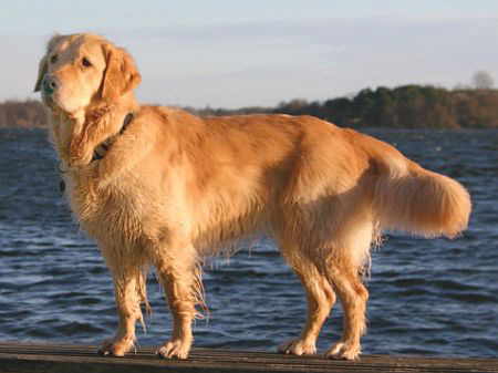 golden retriever dog names. Role: Circus Dog Breed: Golden